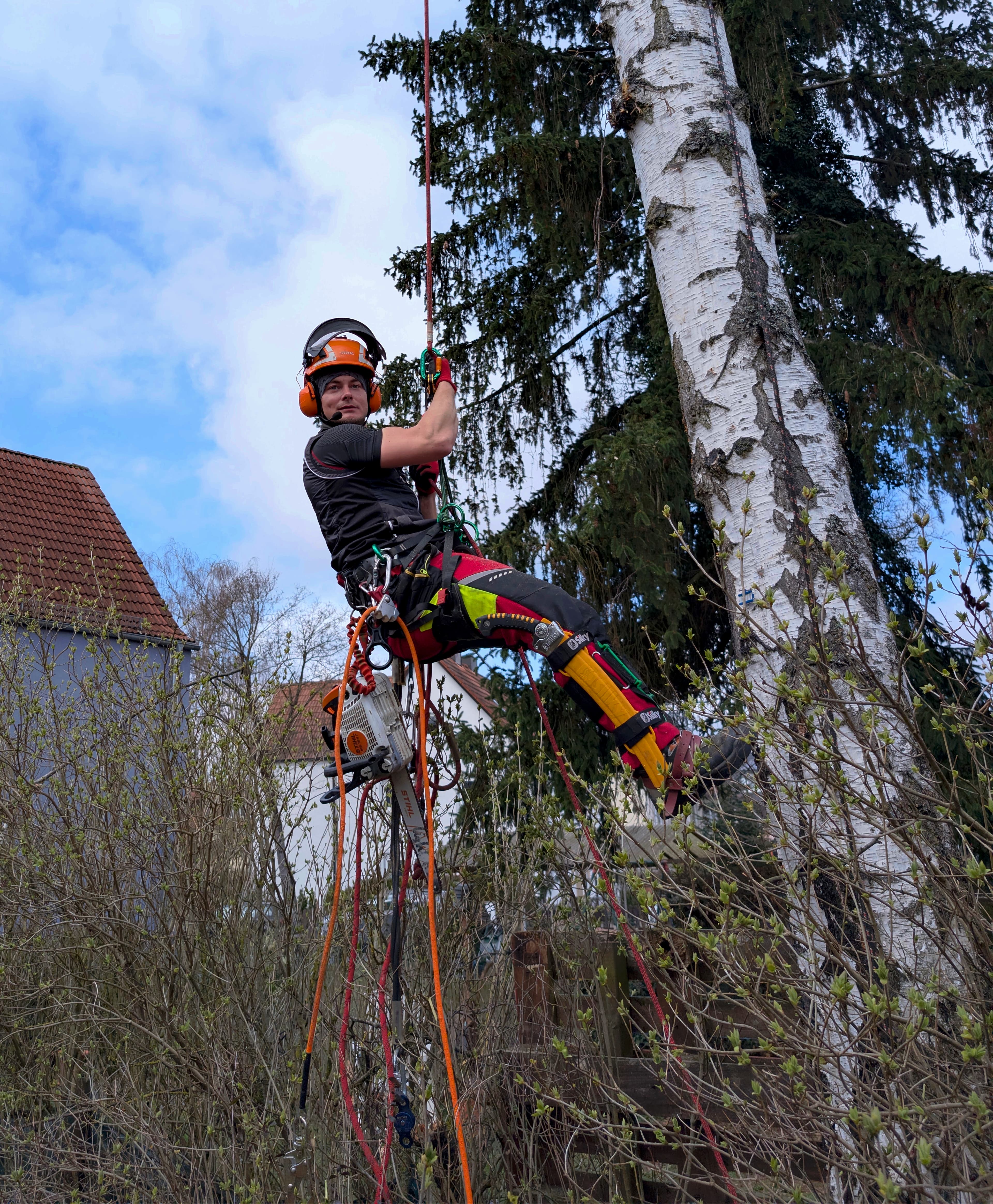 Sebastian Hattel in der Baumkrone bei Baumpflege mit SKT in Bamberg