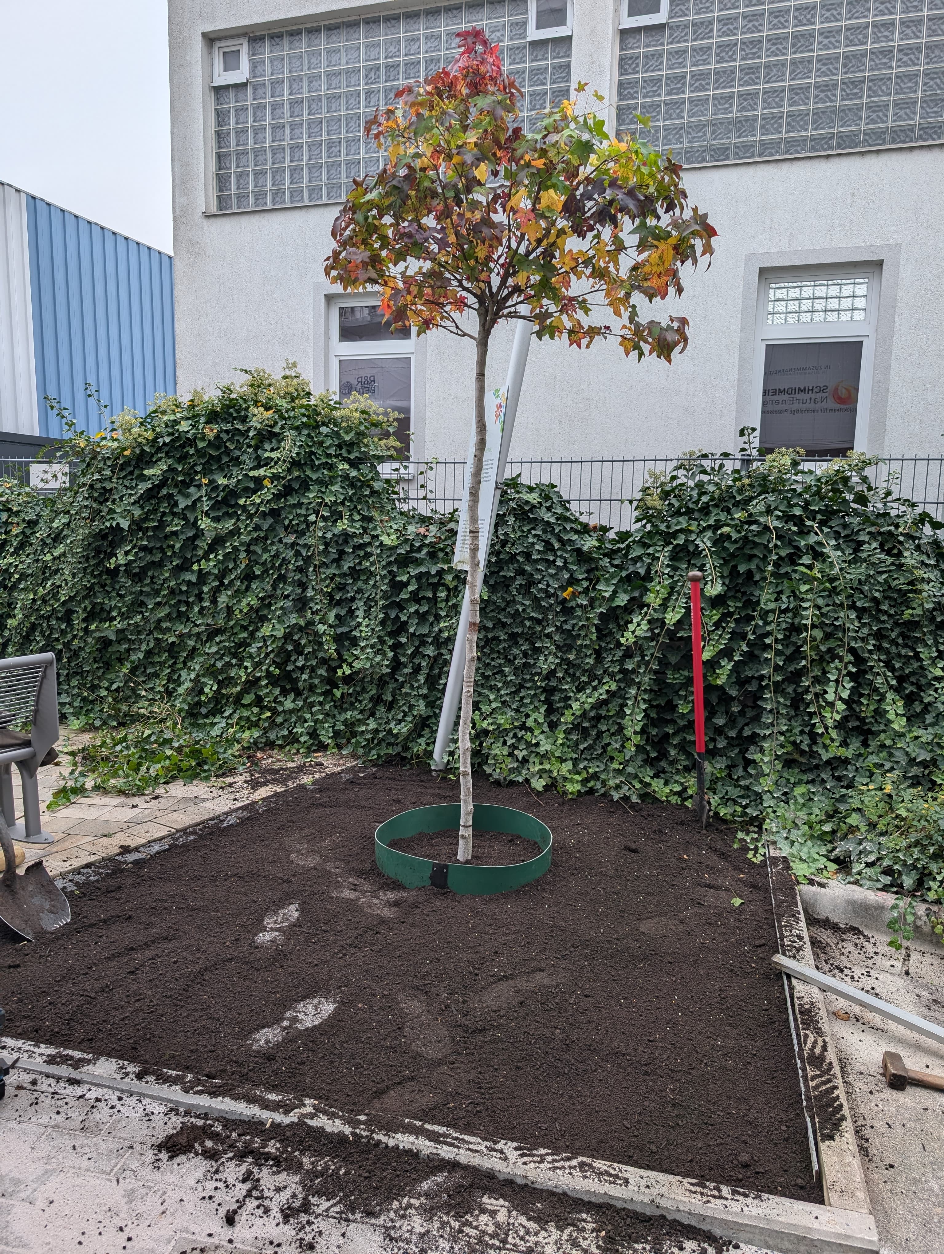 Professionelle Obstbaumpflege und Baumpflanzung durch Gartenpflege Hattel in Bamberg