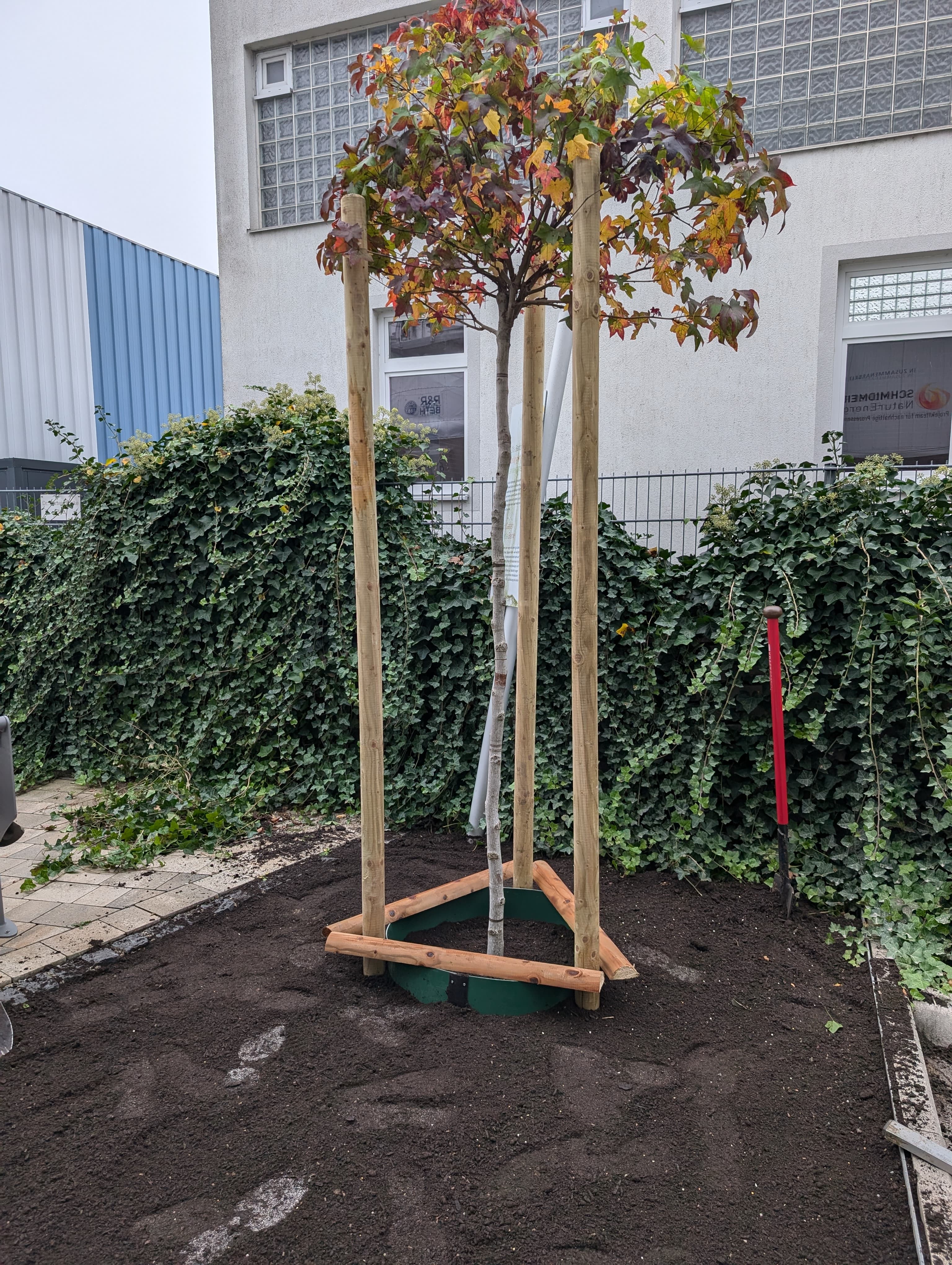 Nahaufnahme eines frisch gepflanzten Obstbaums mit professioneller Pflanzung
