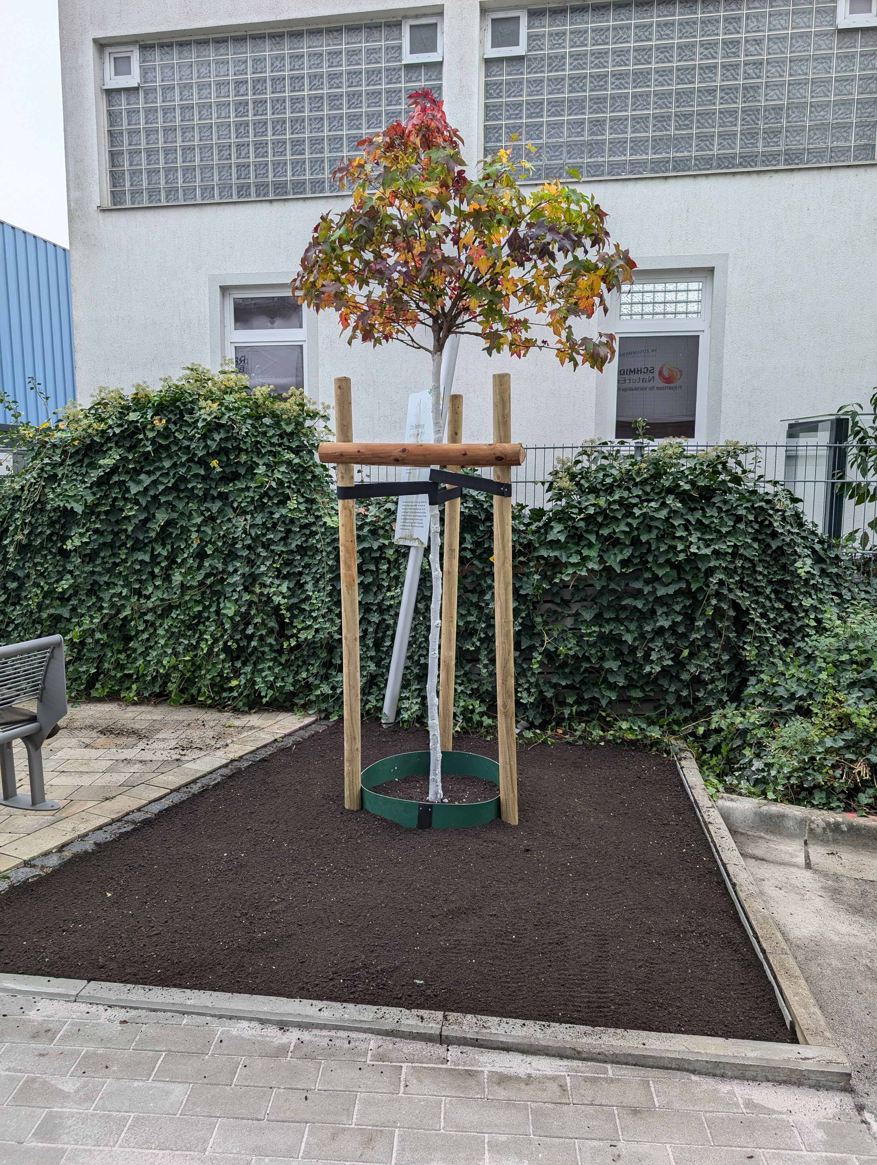 Frisch gepflanzter Baum als Neupflanzung im Garten in Bamberg