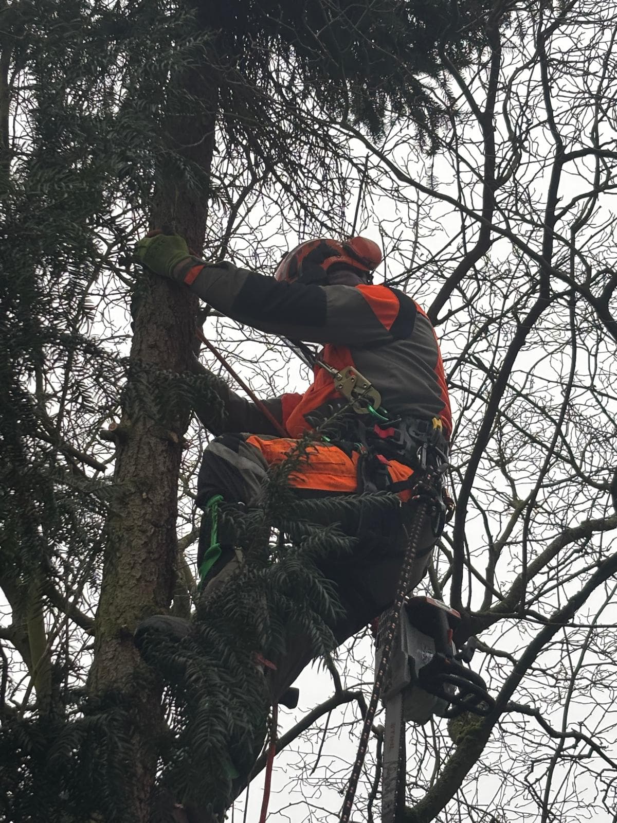 Sebastian Hattel als Baumkletterer mit Seilklettertechnik im Baum in Bamberg