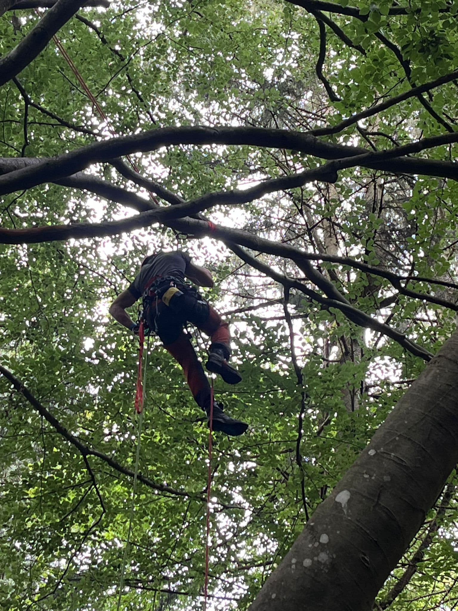 Seilklettertechnik im Baum bei einer sicheren Problemfällung in Bamberg