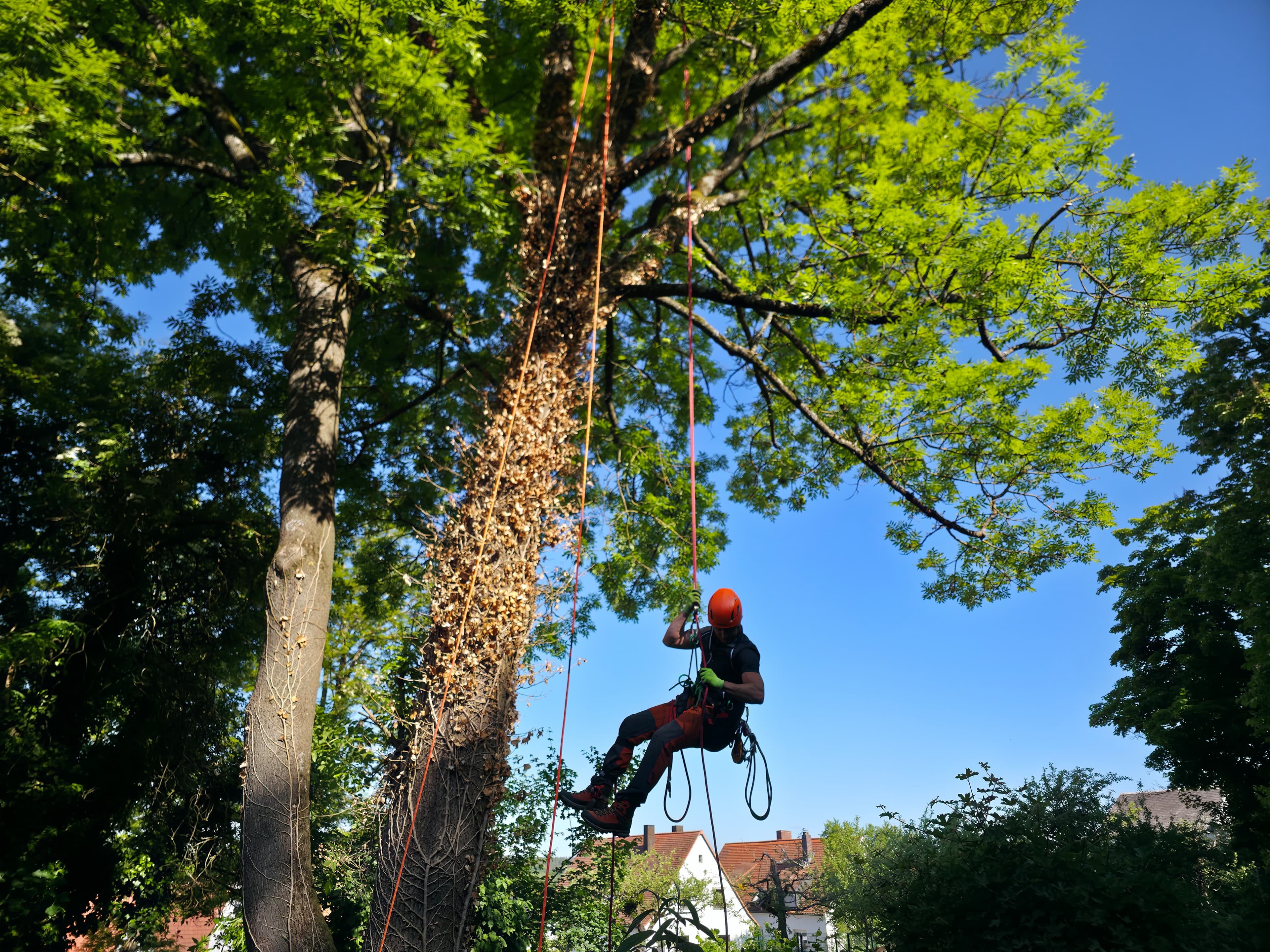 Titelbild 3 von Gartenpflege Hattel mit professioneller Grünanlagenpflege in Bamberg