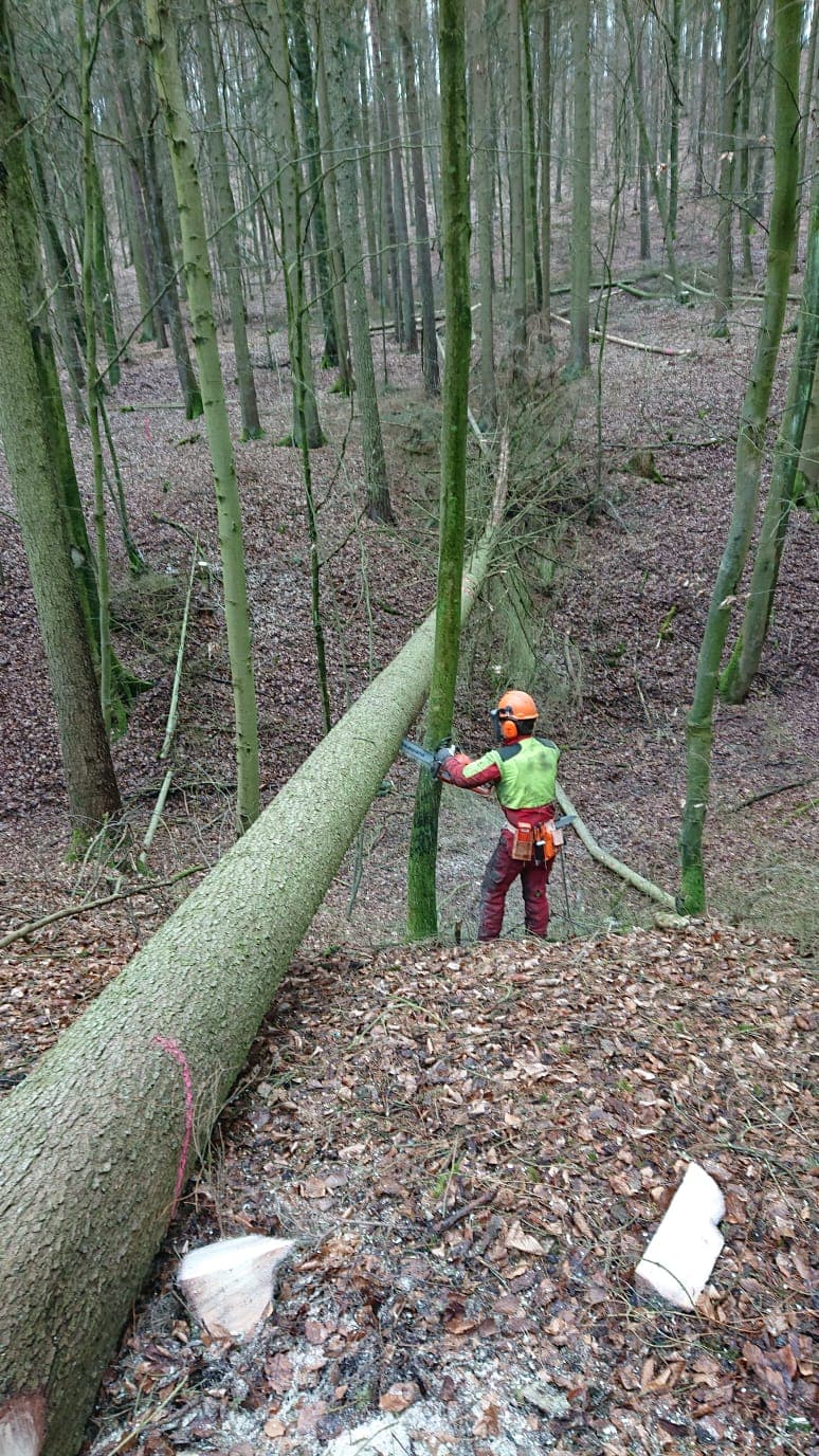Gefahrenfällung eines Problembaums durch Gartenpflege Hattel in Bamberg
