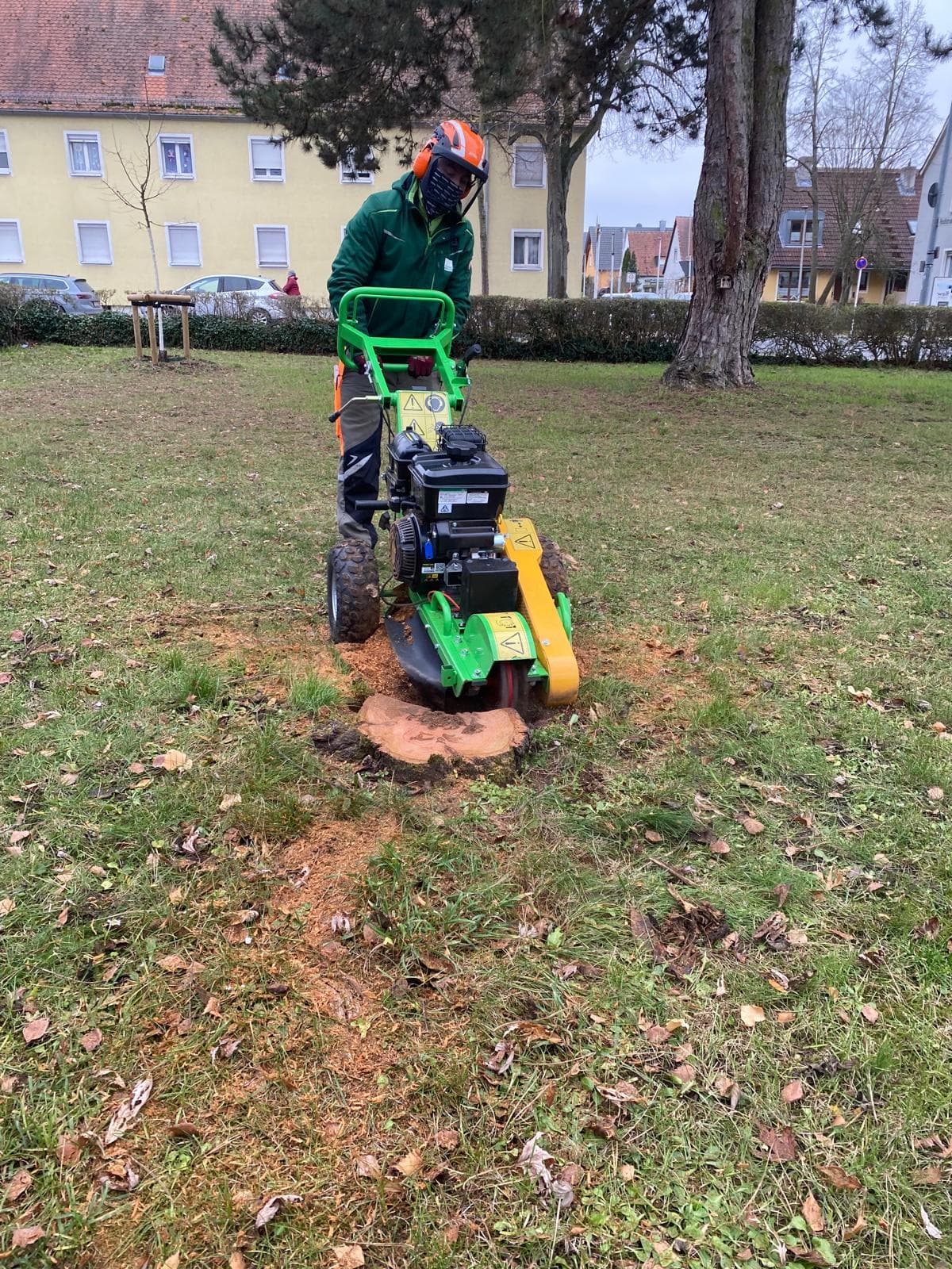 Stubbenfräse entfernt einen Baumstumpf nach einer Fällung